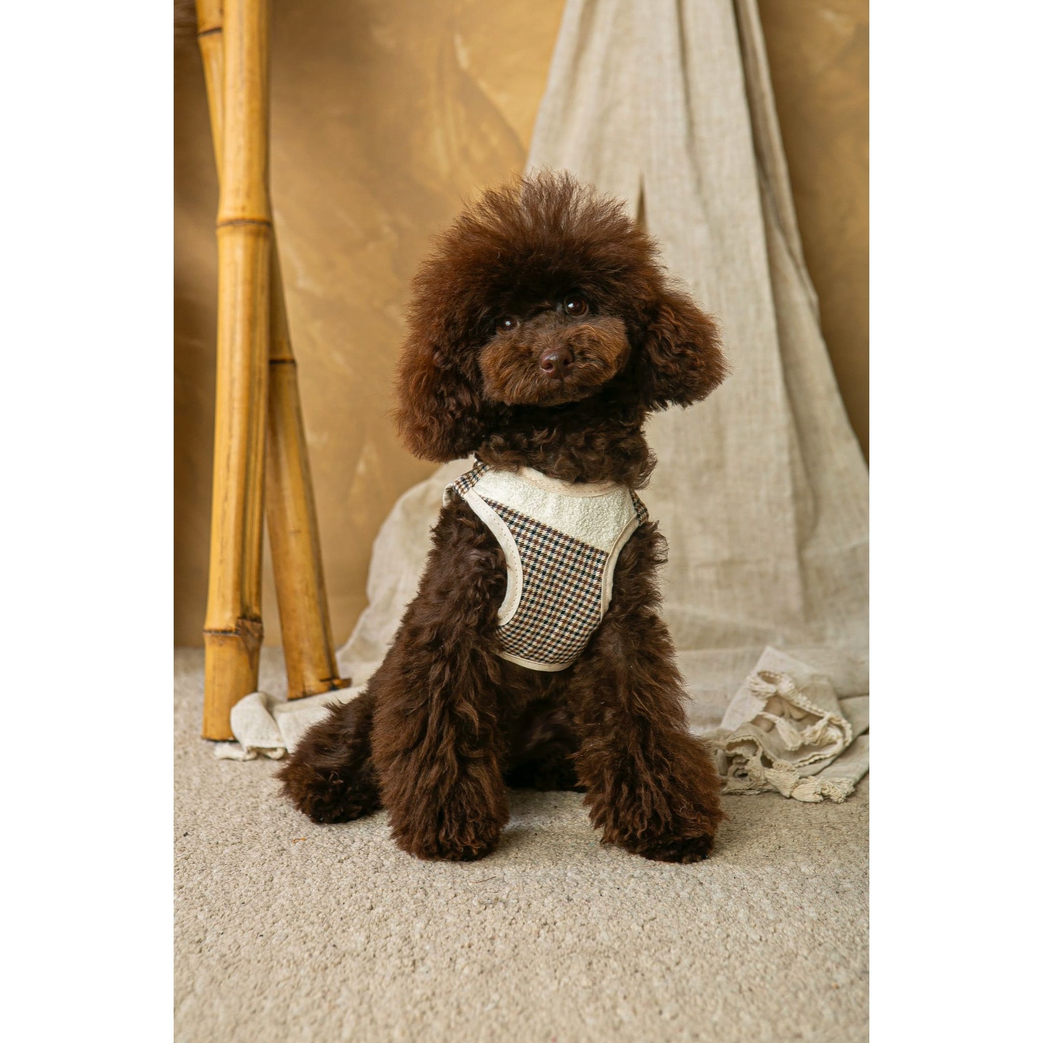 Salvaterra Harness and Leash Set Ayzen Beige