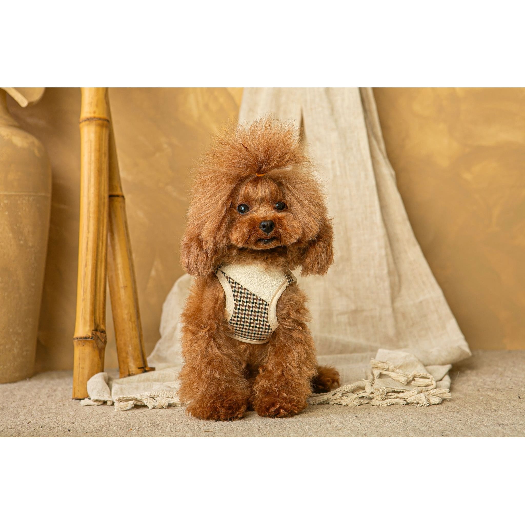 Salvaterra Harness and Leash Set Ayzen Beige