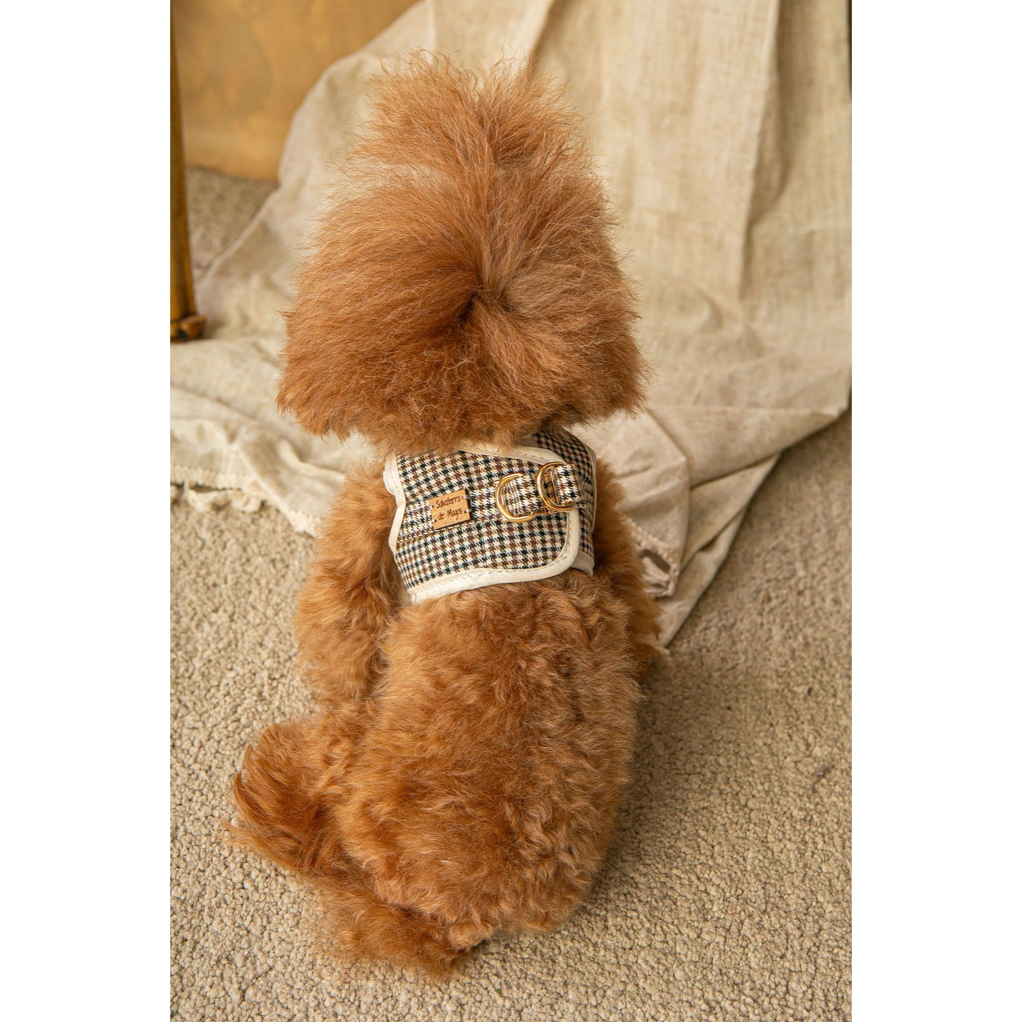 Salvaterra Harness and Leash Set Ayzen Beige