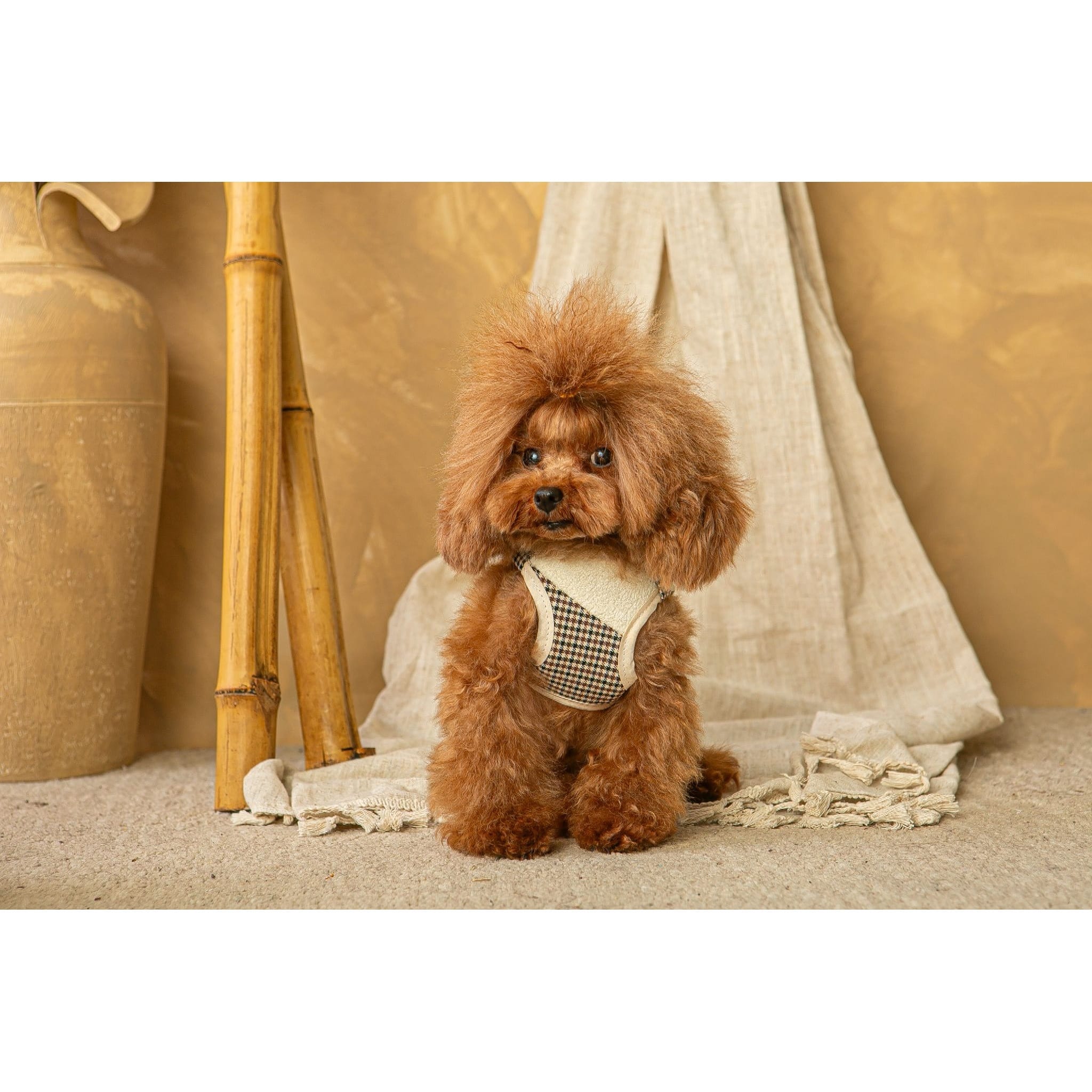 Salvaterra Harness and Leash Set Ayzen Beige