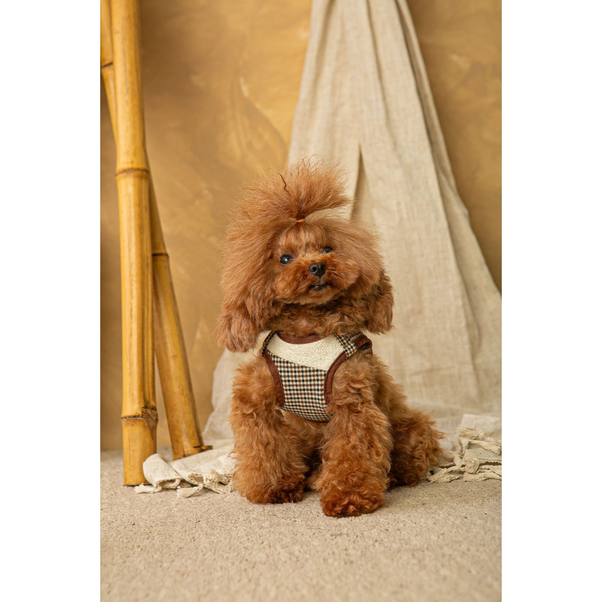 Conjunto Salvaterra de Arnes y Correa Ayzen Marron