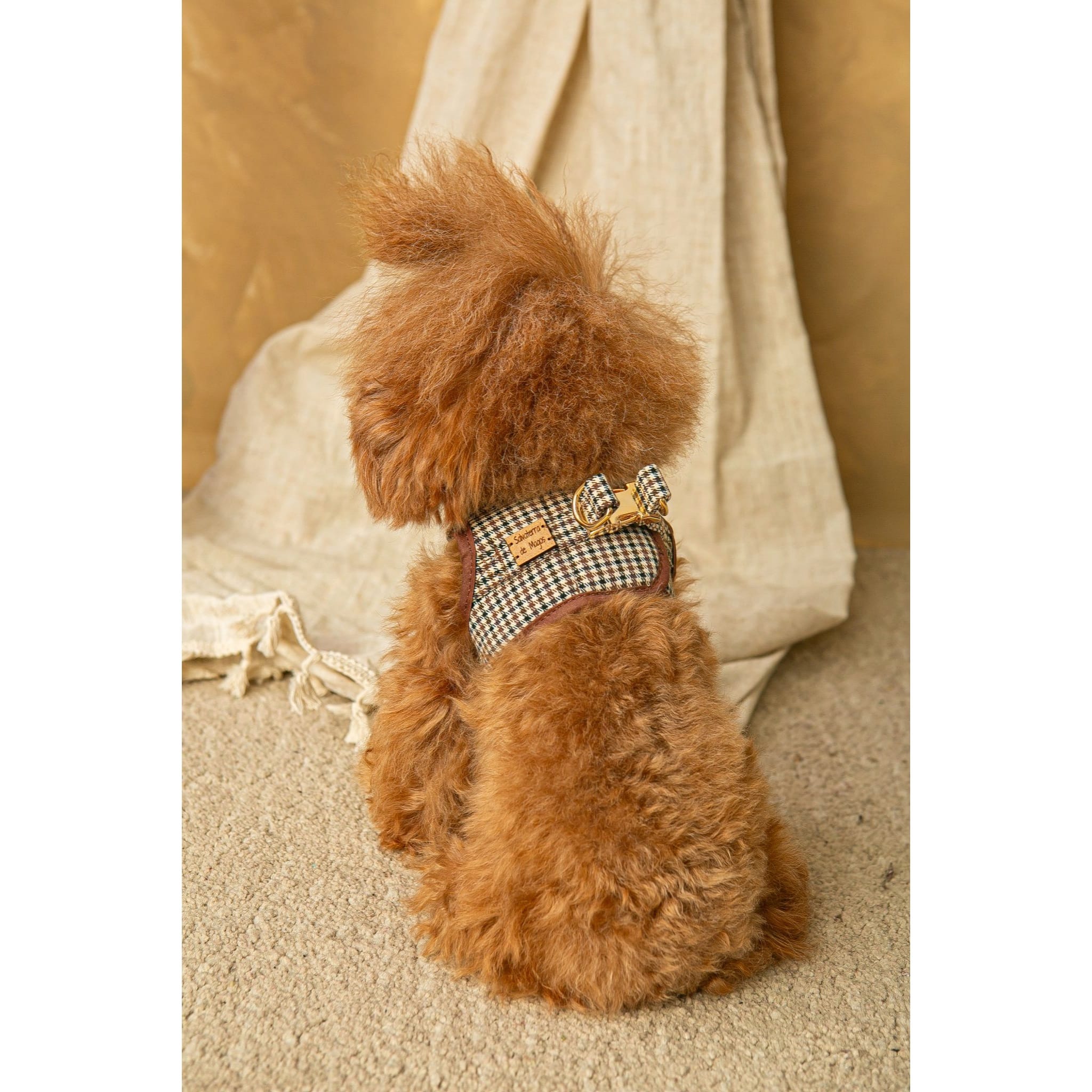 Conjunto Salvaterra de Arnes y Correa Ayzen Marron