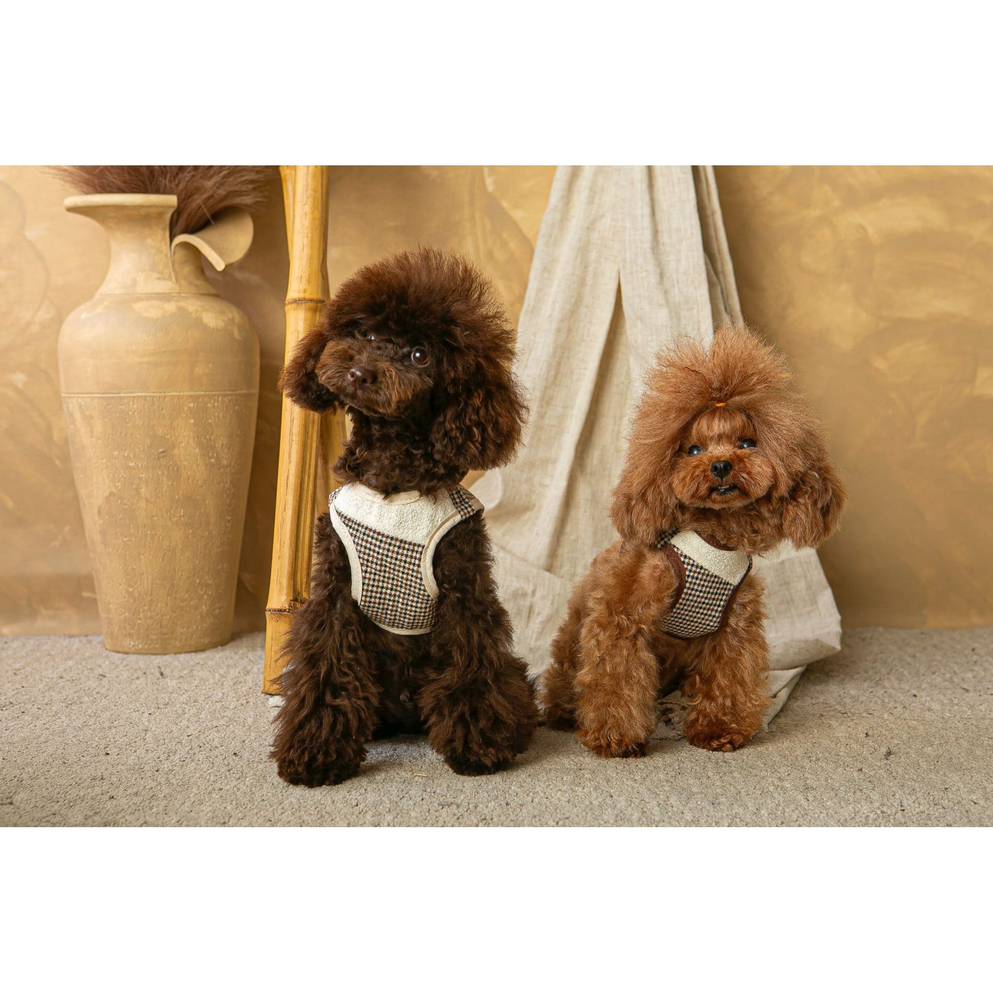 Conjunto Salvaterra de Arnes y Correa Ayzen Marron