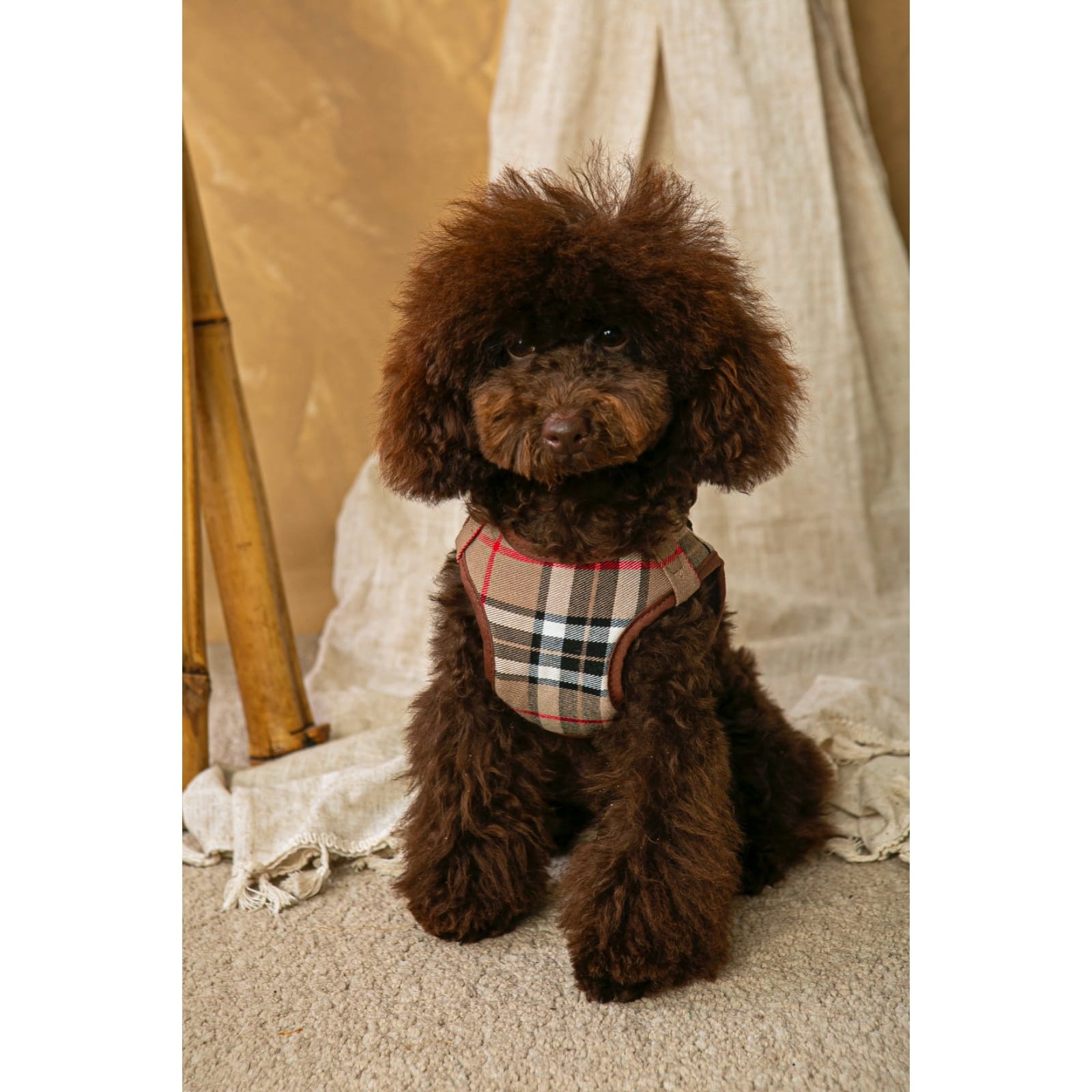 Conjunto Salvaterra  de Arnes y Correa Burberry Marron