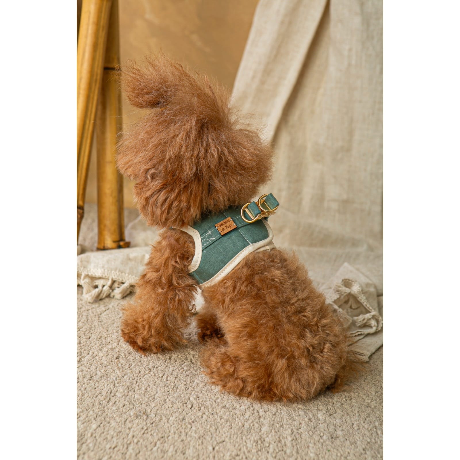 Conjunto Salvaterra de Arnes y Correa Bosque