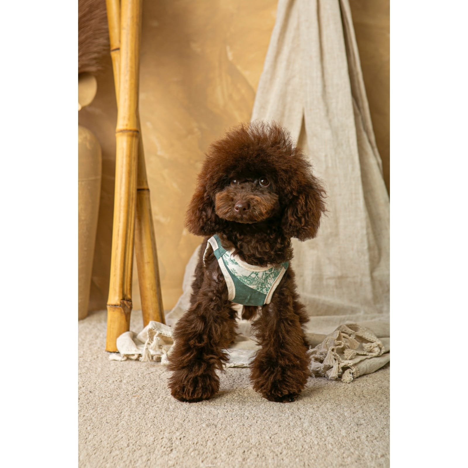 Conjunto Salvaterra de Arnes y Correa Bosque