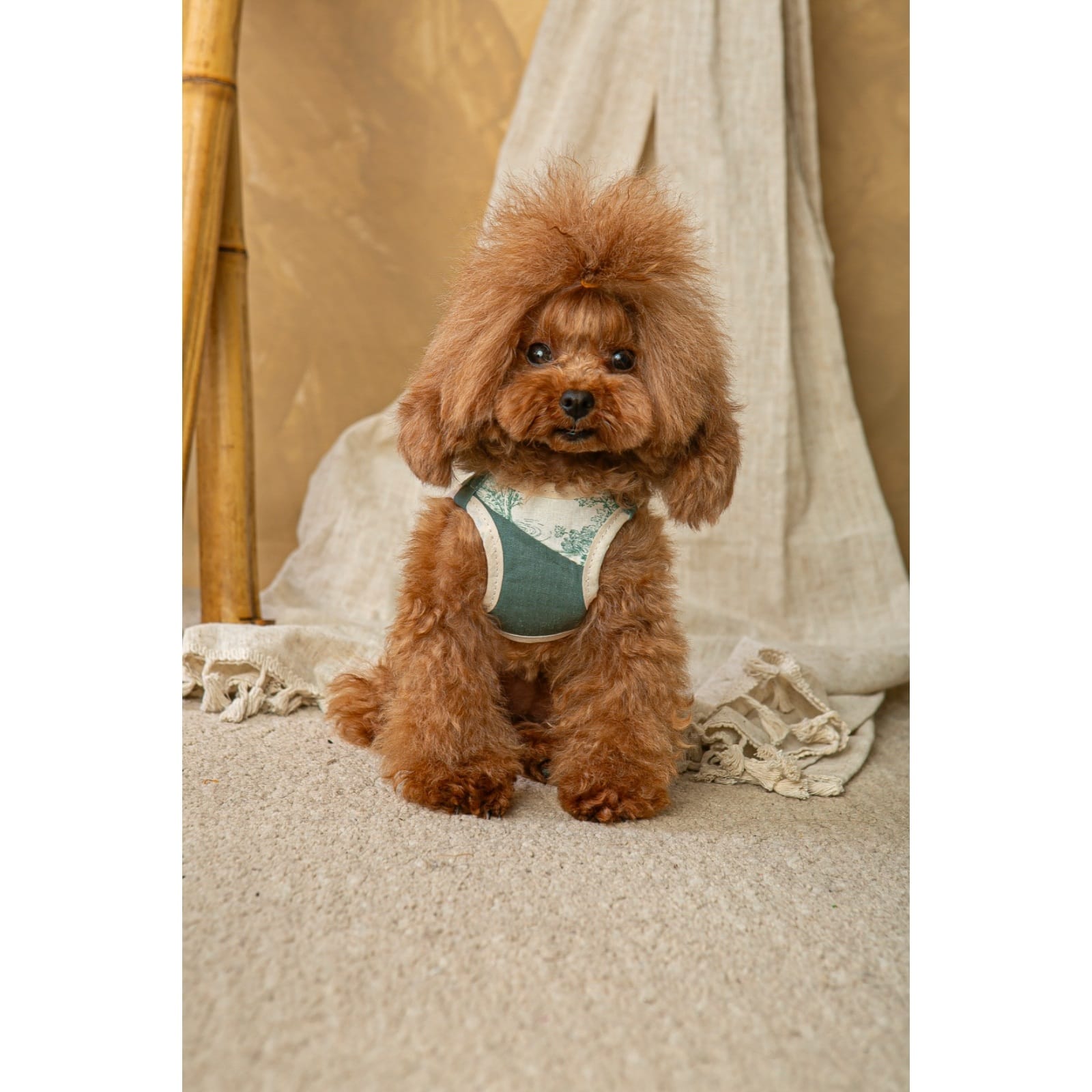 Conjunto Salvaterra de Arnes y Correa Bosque