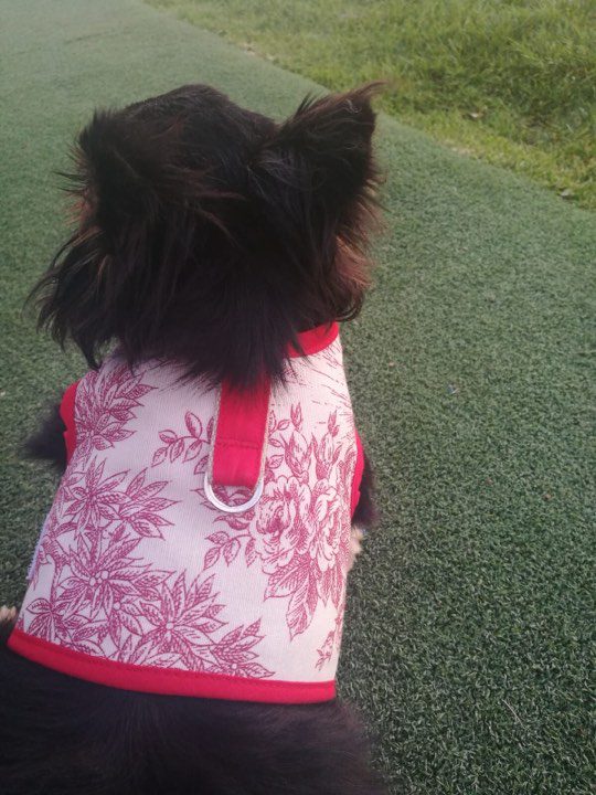 Arnes Chaleco Bruce Colección Primavera-Verano