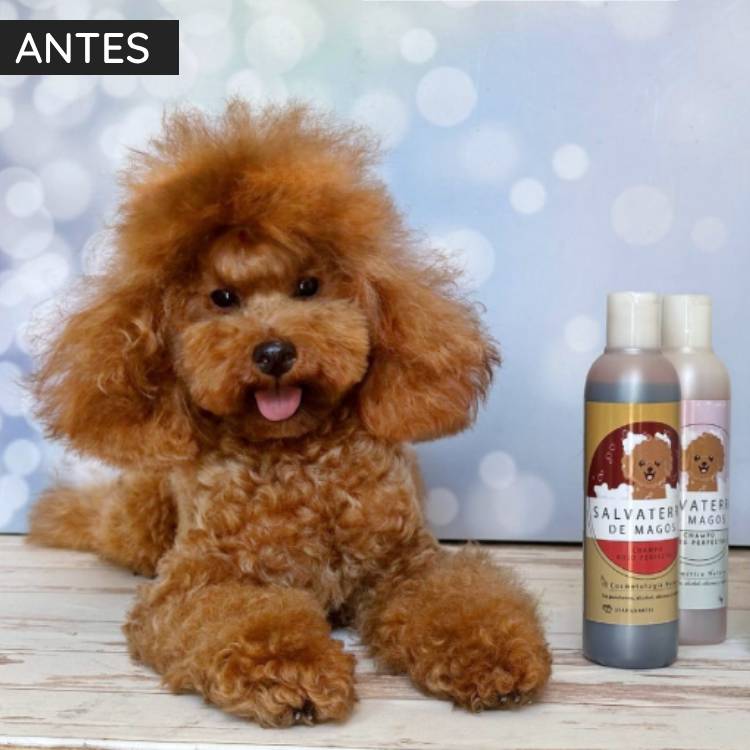 Champú Rojo Perfecto para Caniche