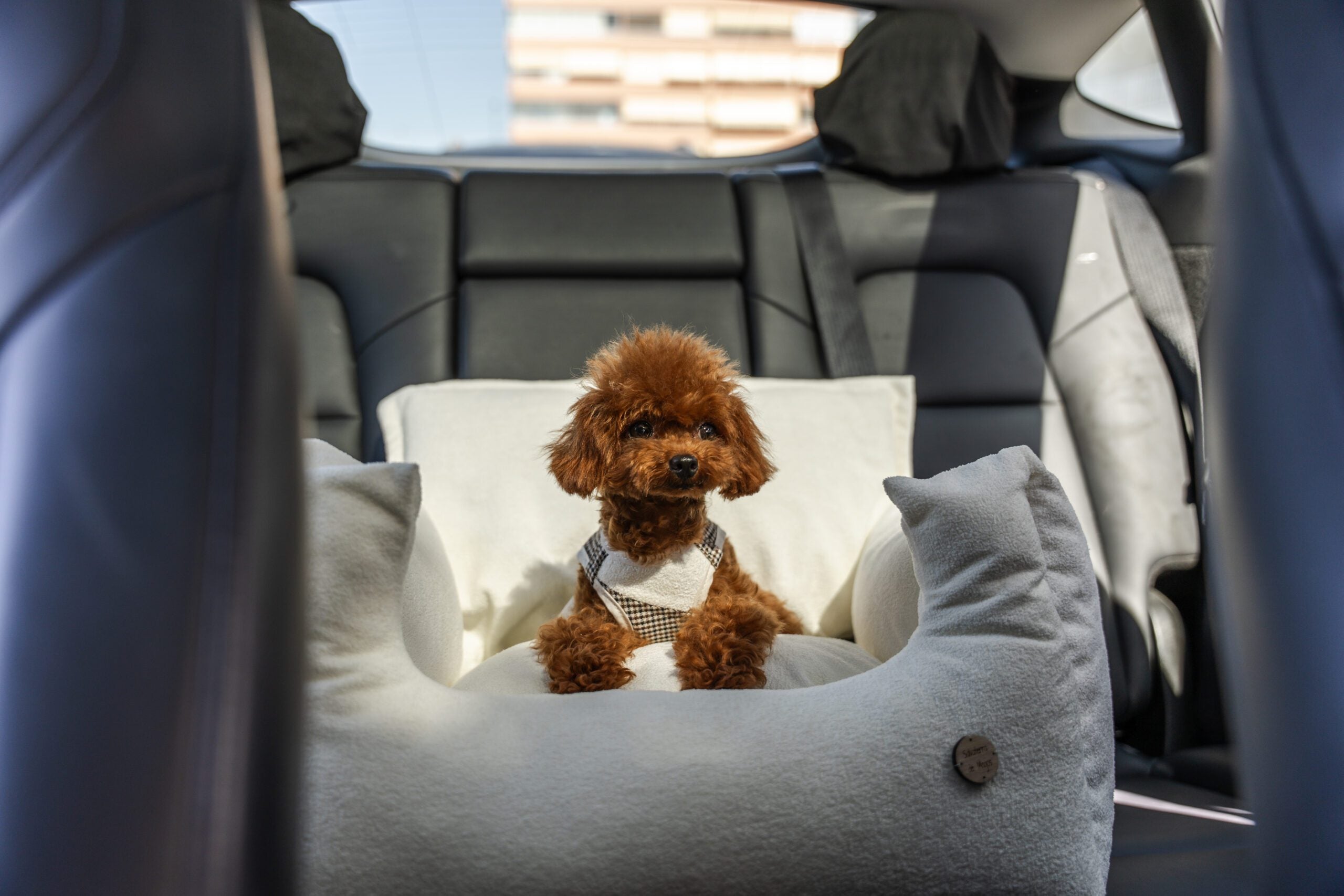 Asiento Perro Coche Salvaterra White Antimanchas Homologado