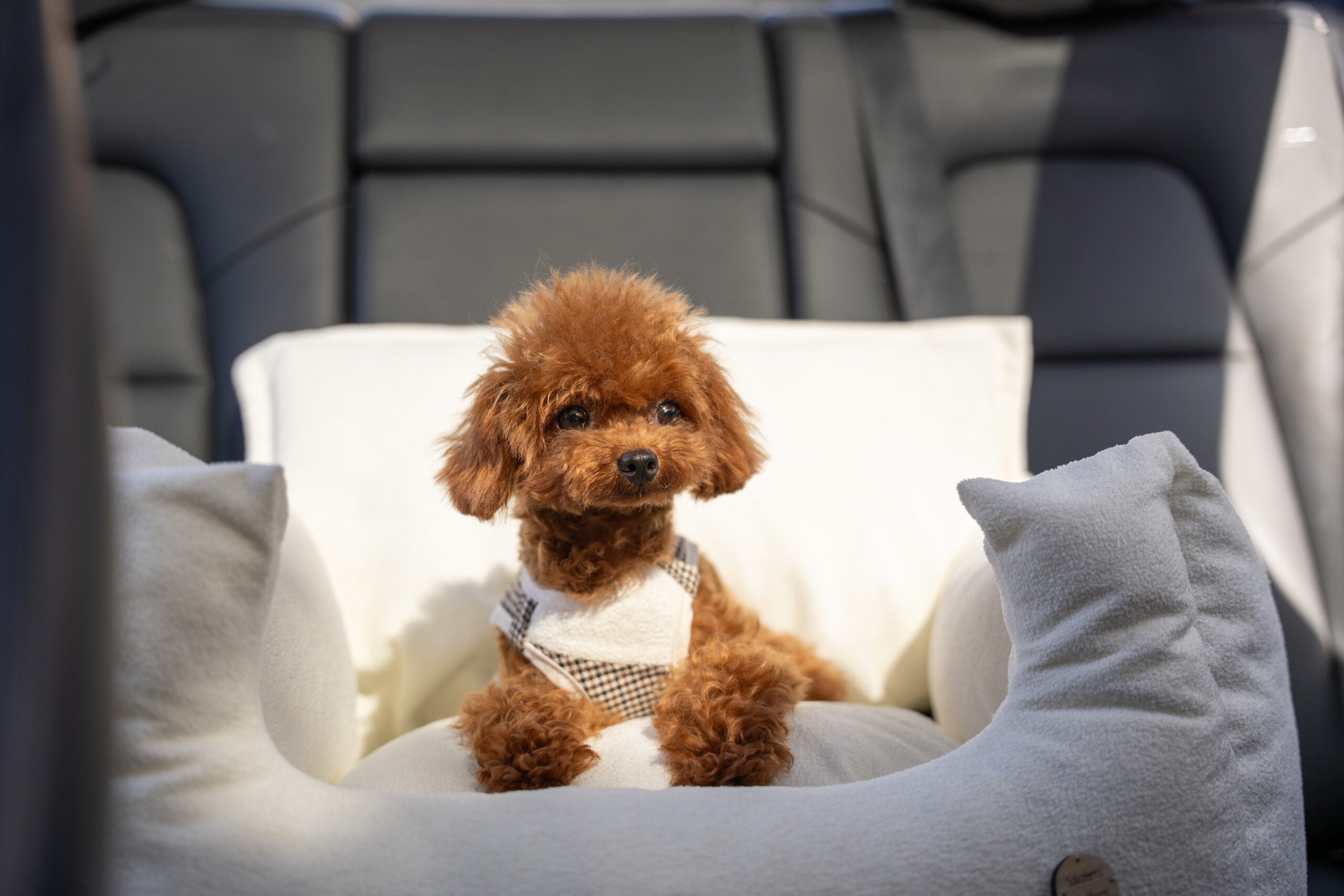 Asiento Perro Coche Salvaterra White Antimanchas Homologado