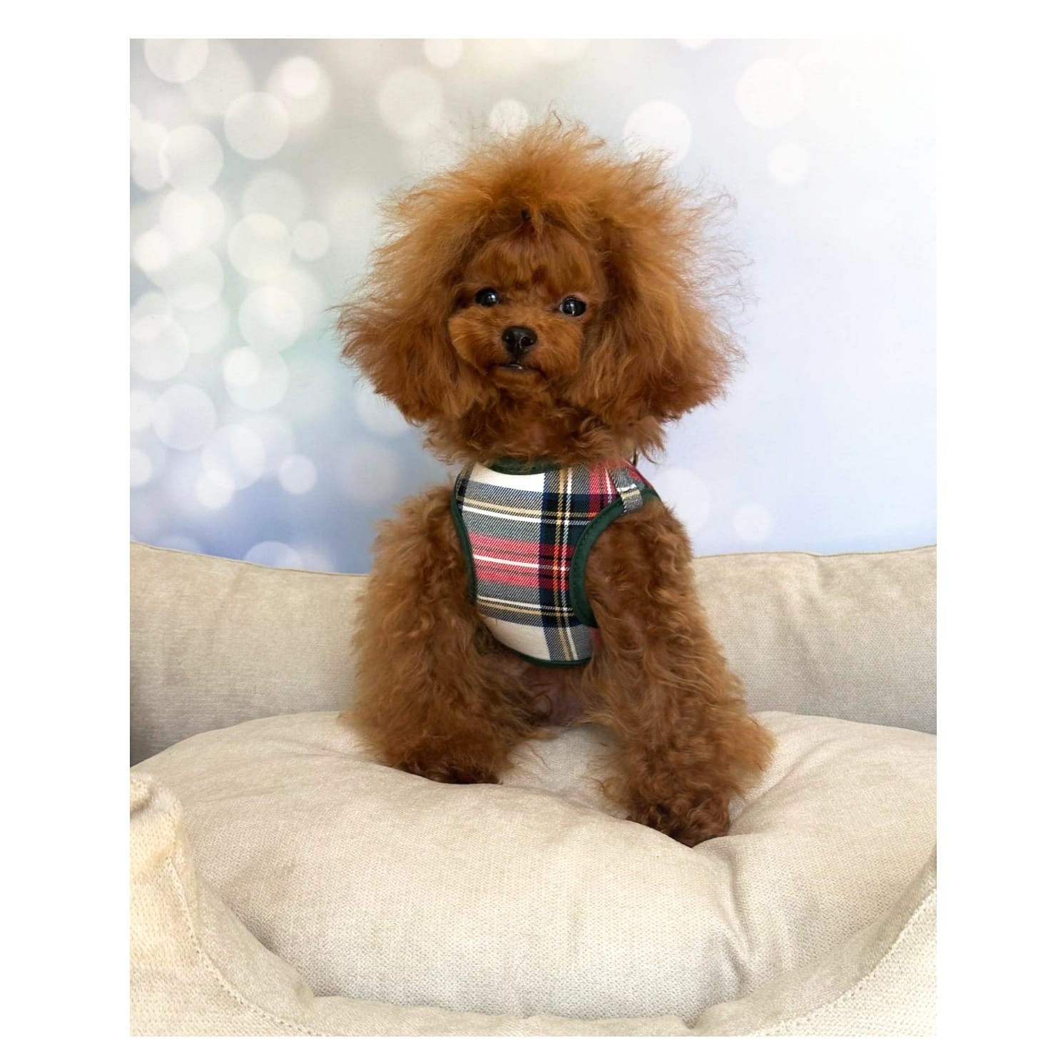 Conjunto Escoces Blanco de Salvaterra de Magos