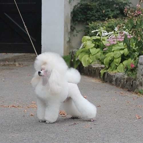 El Pelo Y Los Colores De Caniche Toy Salvaterra De Magos