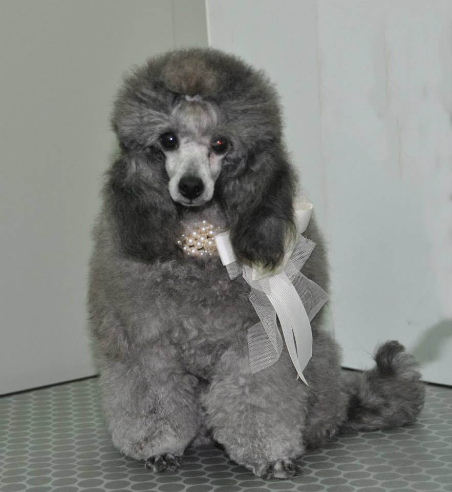 El Pelo Y Los Colores De Caniche Toy Salvaterra De Magos