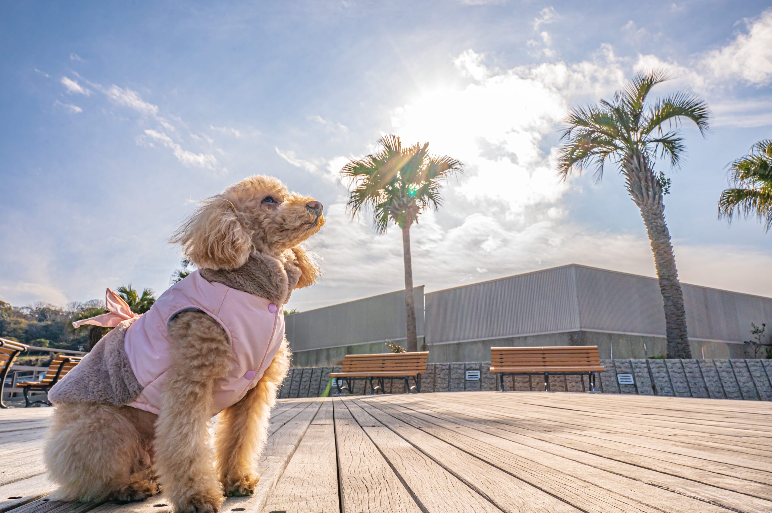 como afecta el sol a los perros