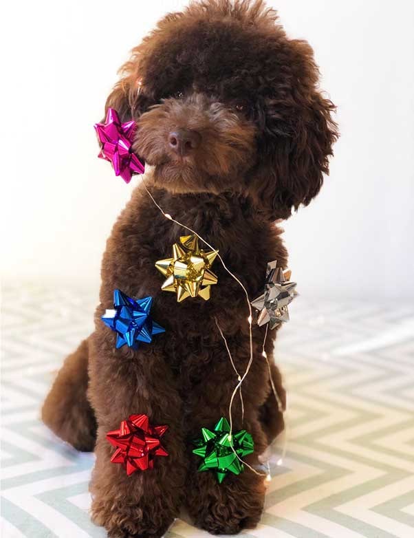 El Pelo Y Los Colores De Caniche Toy Salvaterra De Magos